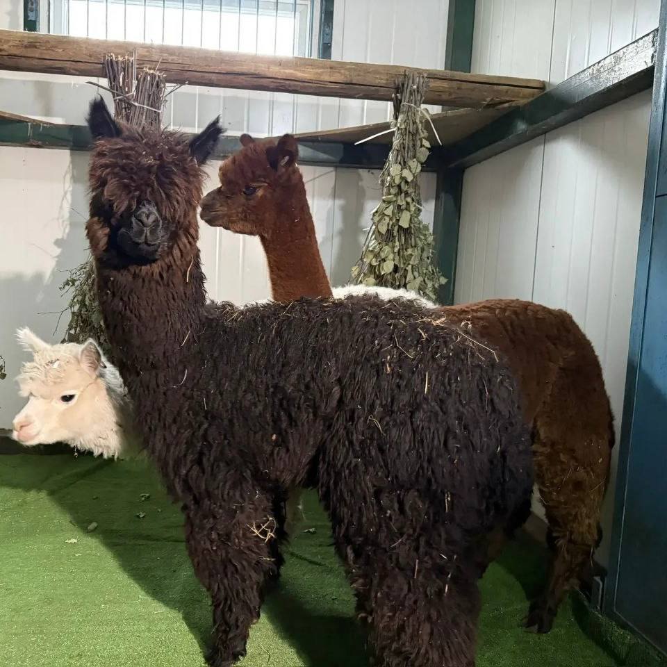 Хорошие новости из зоосада «Приамурский» имени В. П. Сысоева Хорошие новости из зоосада «Приамурский» имени В. П. Сысоева