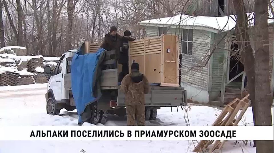 Блондинка, рыжая и брюнет: в Приамурском зоосаде имени Сысоева поселились три альпаки