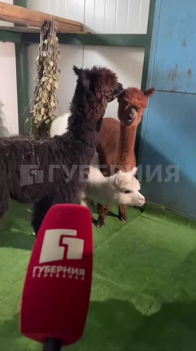 Альпаки из Чили теперь будут жить в зоосаде «Приамурский»