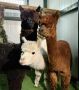 Альпаки из Чили поселились в хабаровском зоосаде