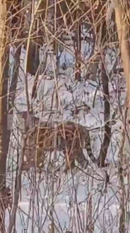 «Сердце в пятках»: исхудалого тигра встретили дачники в районе Ильинки