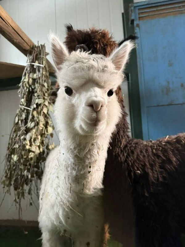 ������� ������� �� ������� ������������ ����� �. �. �������