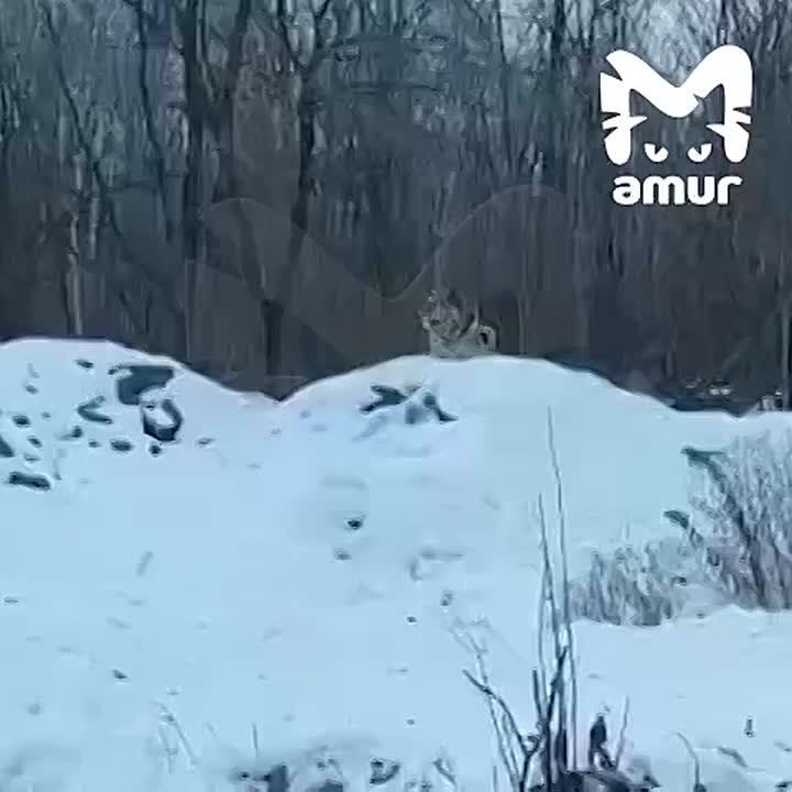 Тигр уже неделю охотится рядом с дачами в пяти километрах от Хабаровска