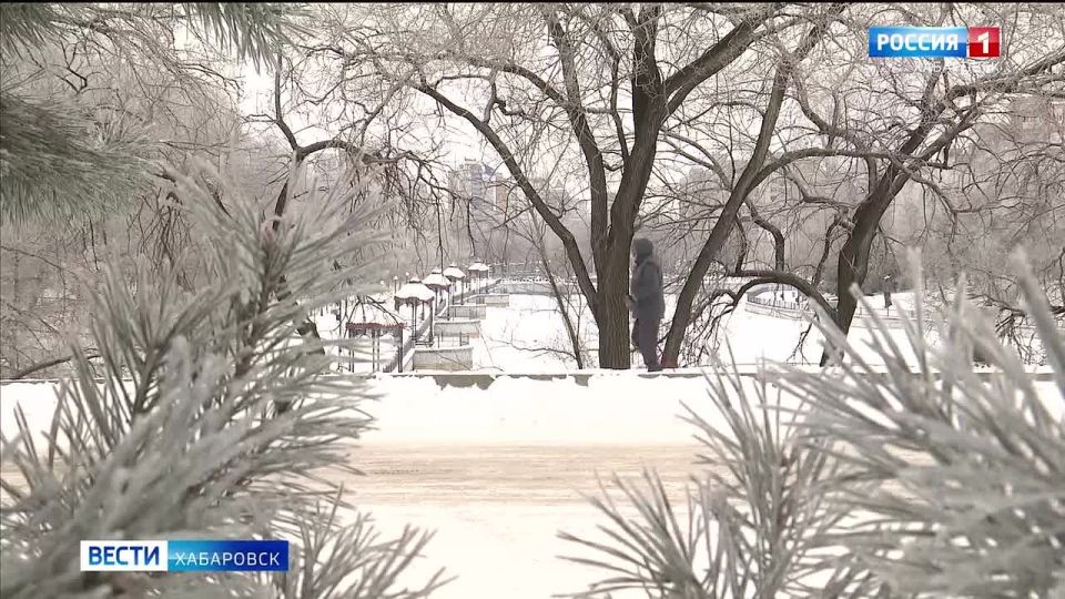 Лёгкий мороз и высокая влажность превратили хабаровские парки и дворы в «зимнюю сказку»