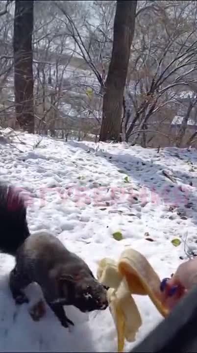 Хабаровчанка угостила белку бананом