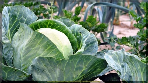 Секреты успешного ухода за капустой в холодные месяцы
