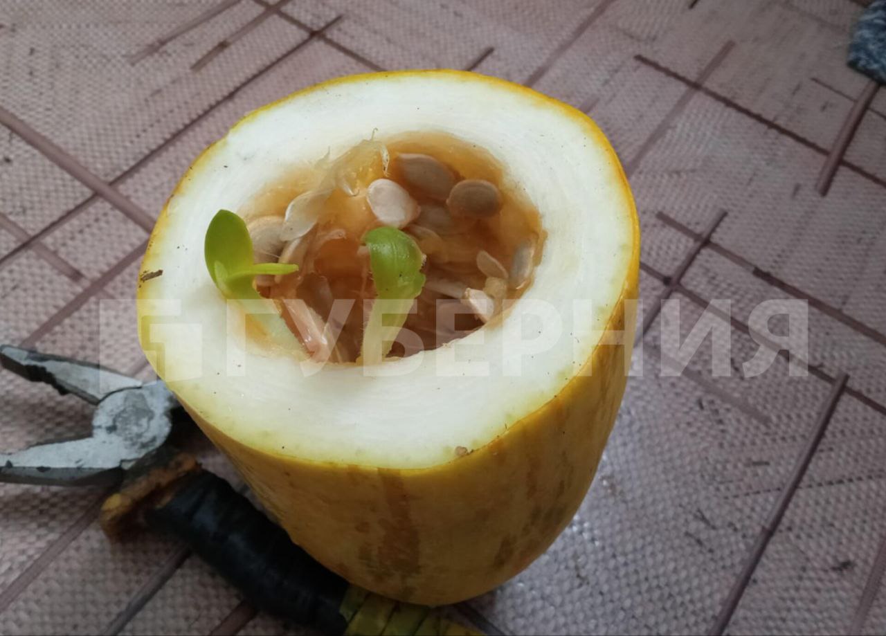 Проросший кабачок снял на видео хабаровчанин Проросший кабачок снял на видео хабаровчанин