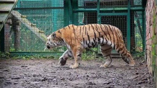 Тигрицы из Хабаровского края переехали в Московский зоопарк