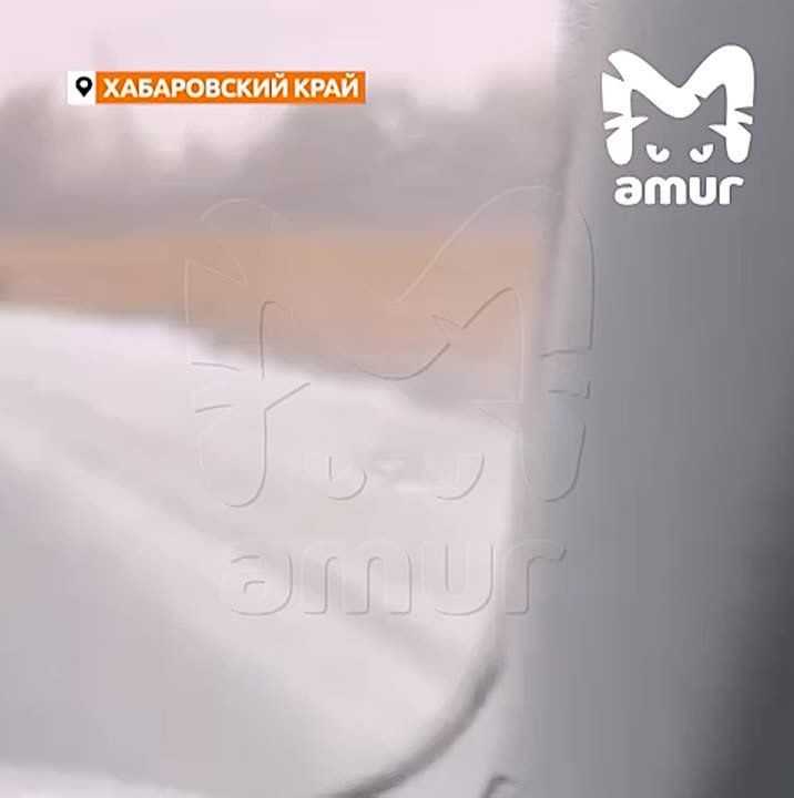 Тигр вышел к людям у самого Хабаровска