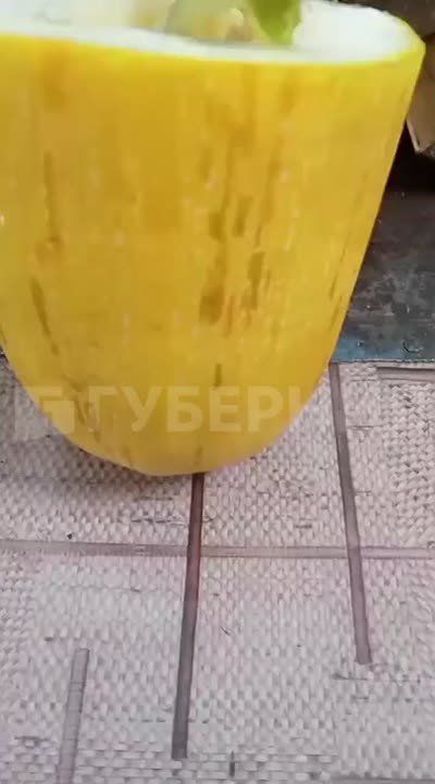 Проросший кабачок снял на видео хабаровчанин
