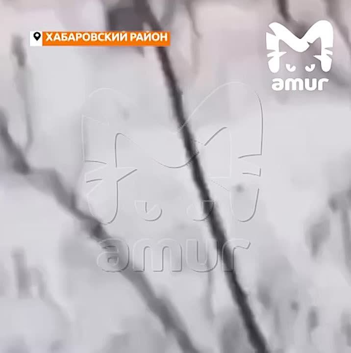 Тигр загрыз алабая и распугал народ возле достопримечательности у Хабаровска