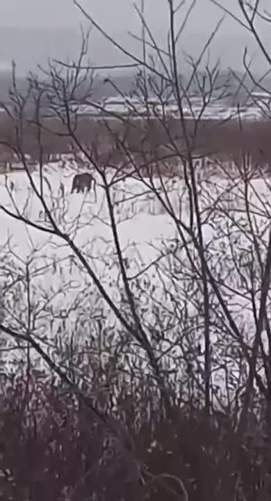 Амурский тигр задавил собаку и устроил себе привал в пригороде Хабаровска Хищник объявился в СНТ «Октябрь», задавил там собаку, а после устроил себе привал неподалеку от места охоты. Люди сообщают, что видели его и у местной...