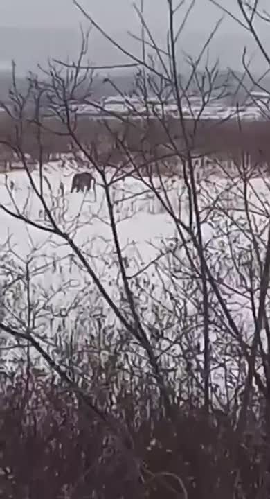 Амурский тигр задавил собаку и устроил себе привал в пригороде Хабаровска Хищник объявился в СНТ «Октябрь», задавил там собаку, а после устроил себе привал неподалеку от места охоты. Люди сообщают, что видели его и у местной...