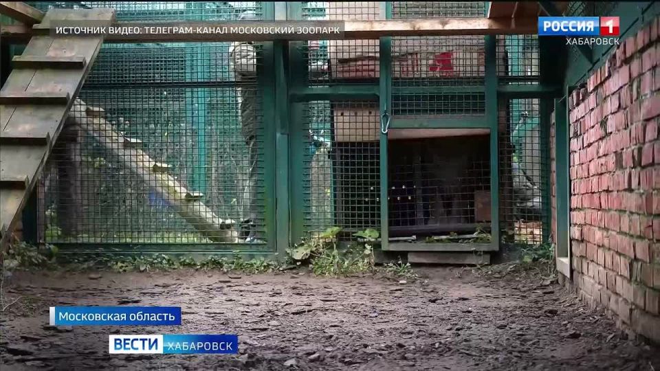 Две тигрицы, отловленные в Хабаровском крае, теперь будут жить в Московском зоопарке