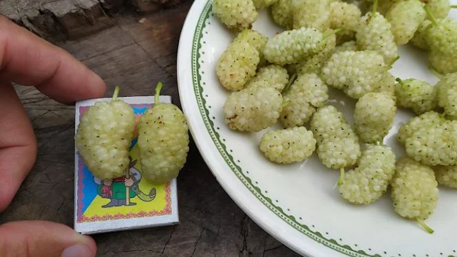 Преимущества белой шелковицы: как избежать ошибок при выращивании черной