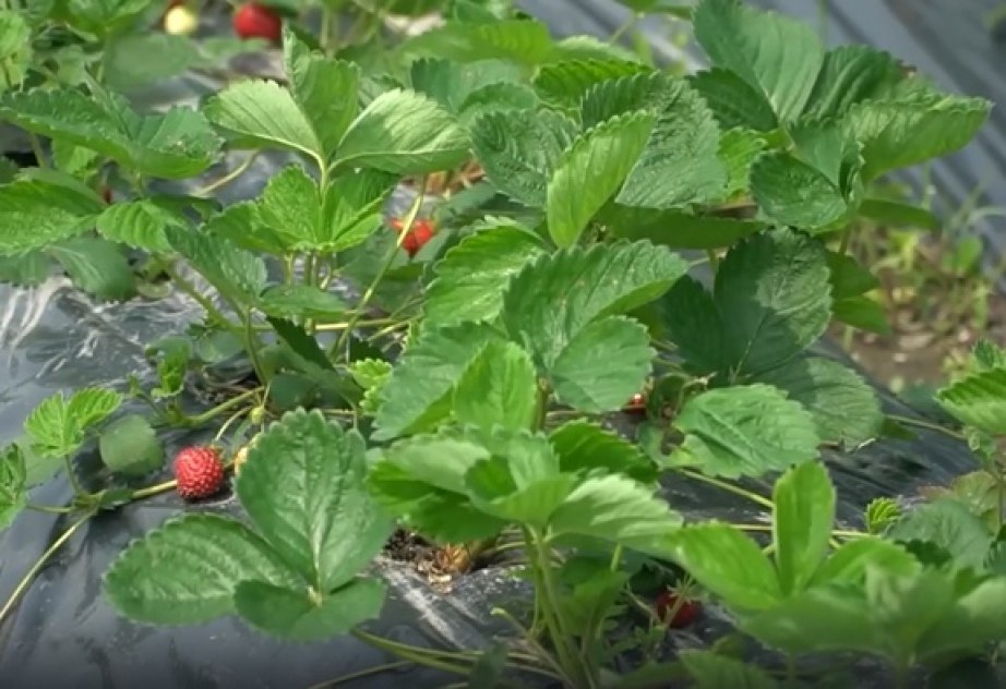 «Гектары» успешно осваивают жители и предприниматели в Хабаровском крае «Гектары» успешно осваивают жители и предприниматели в Хабаровском крае