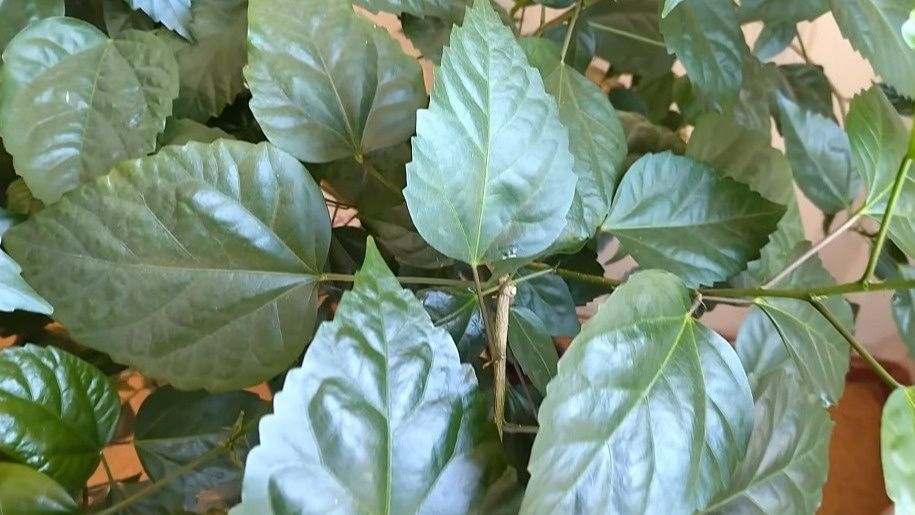 Как вернуть китайскую розу к жизни: исправляем ошибки ухода