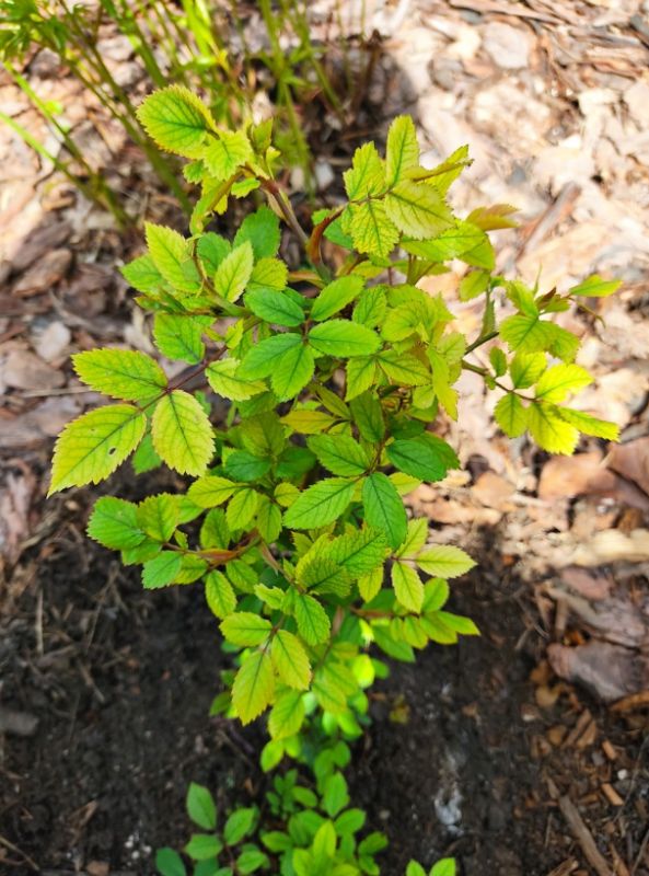 Когда забота облубых превращается во вред: как спасти розы от хлороза