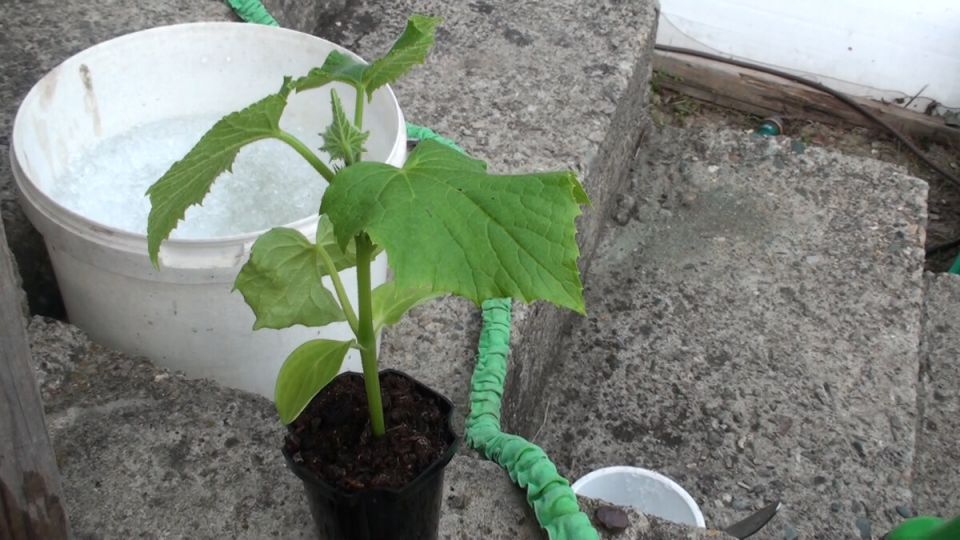 Весеннее пробуждение: лучшие секреты посадки огурцов, кабачков и тыквы