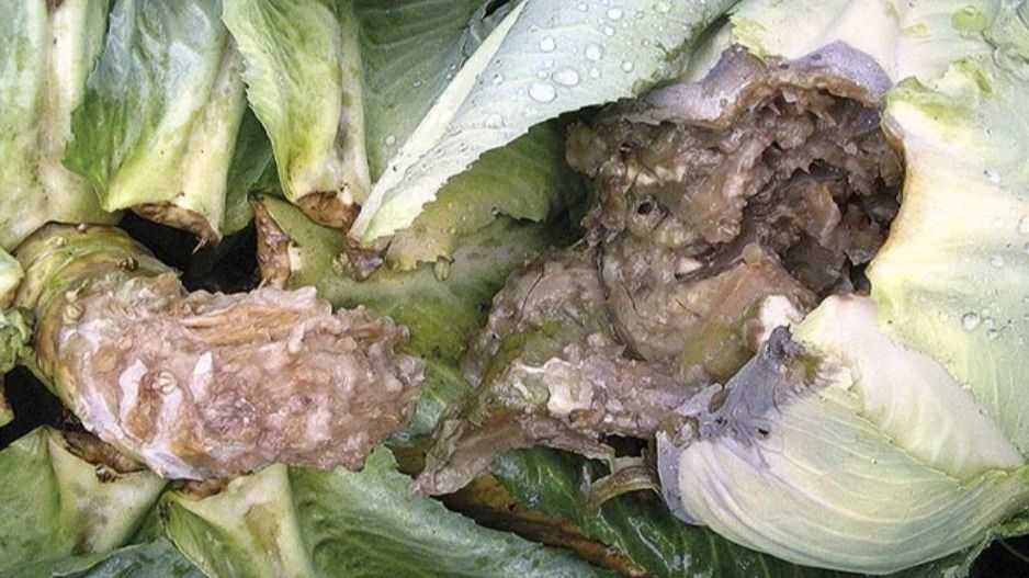 Определение кислотности почвы: простые методы для успешного выращивания капусты