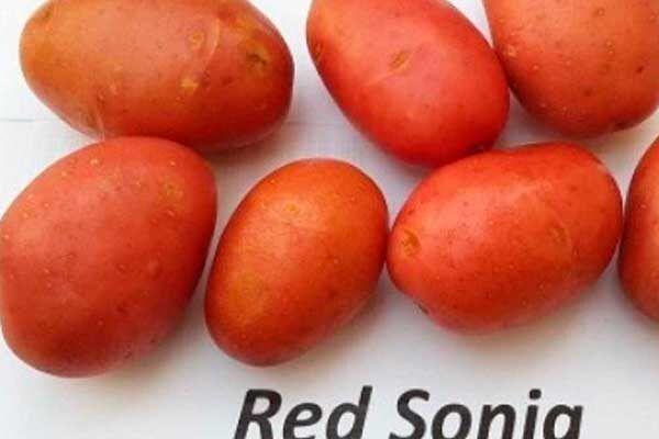 Как картофель Ред Соня завоевывает сердца огородников