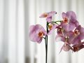Как сохранить здоровье орхидей зимой: секреты успешного ухода