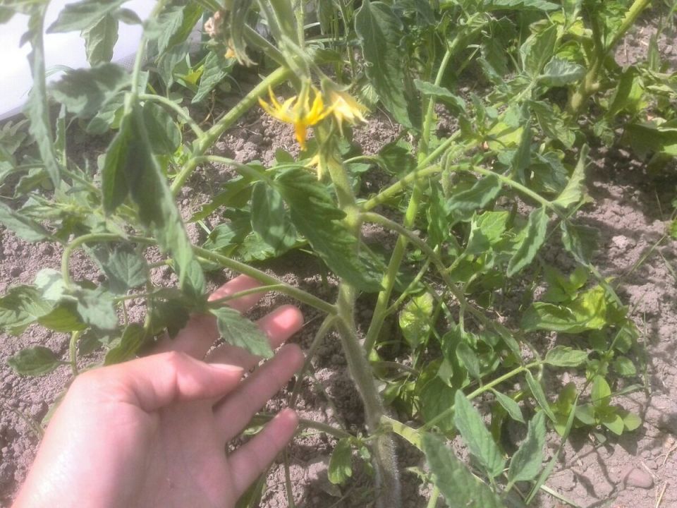 Секреты урожая: как вырастить 20 килограммов помидоров с одного куста