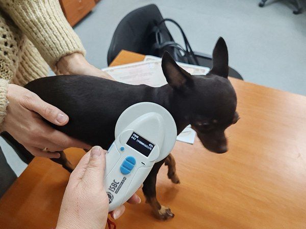 20 домашних питомцев из Хабаровского края вывезли за границу с оформленными ветеринарными сертификатами