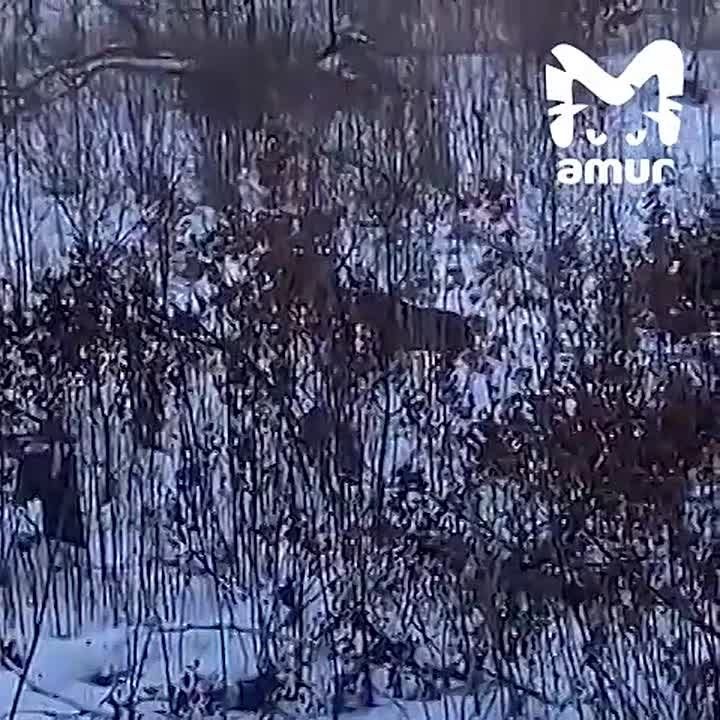 ������� ������ ������ ����� � ����������� ����