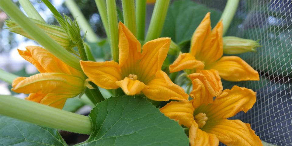 Почему цветущие кабачки не дают плодов: секреты успешного урожая