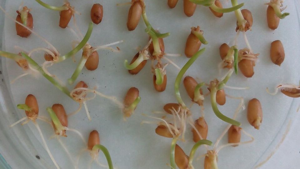 Защита семян растений: ключ к успешному посеву