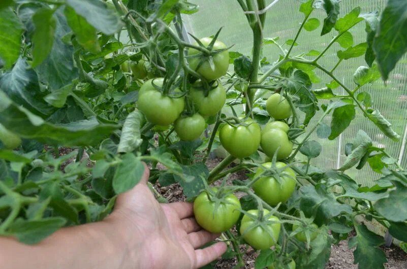 Обрезка листьев томатов: секреты успешного урожая