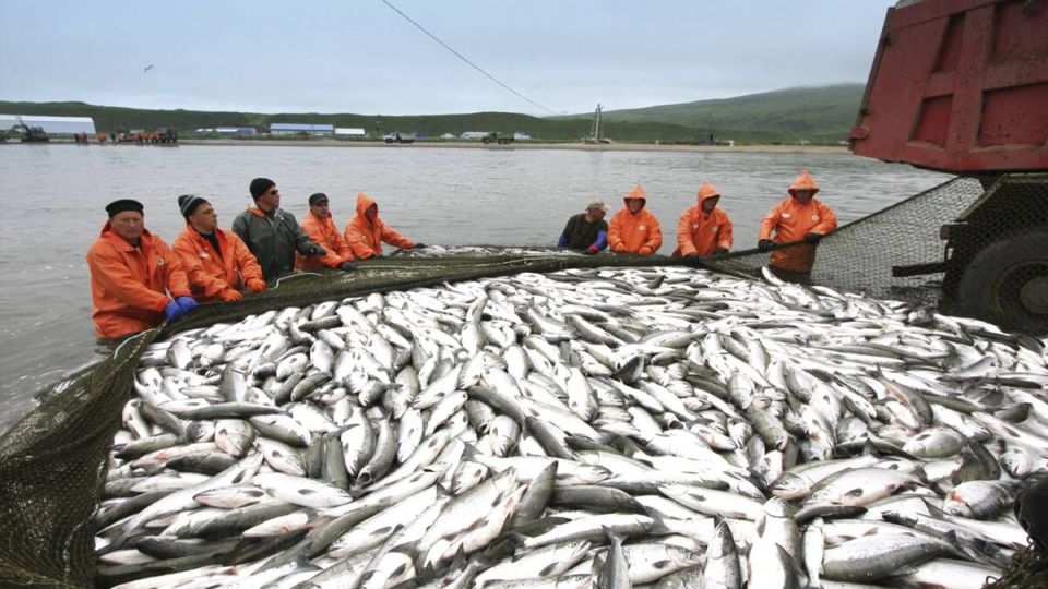 Почему рыба из российских морей исчезает с прилавков?