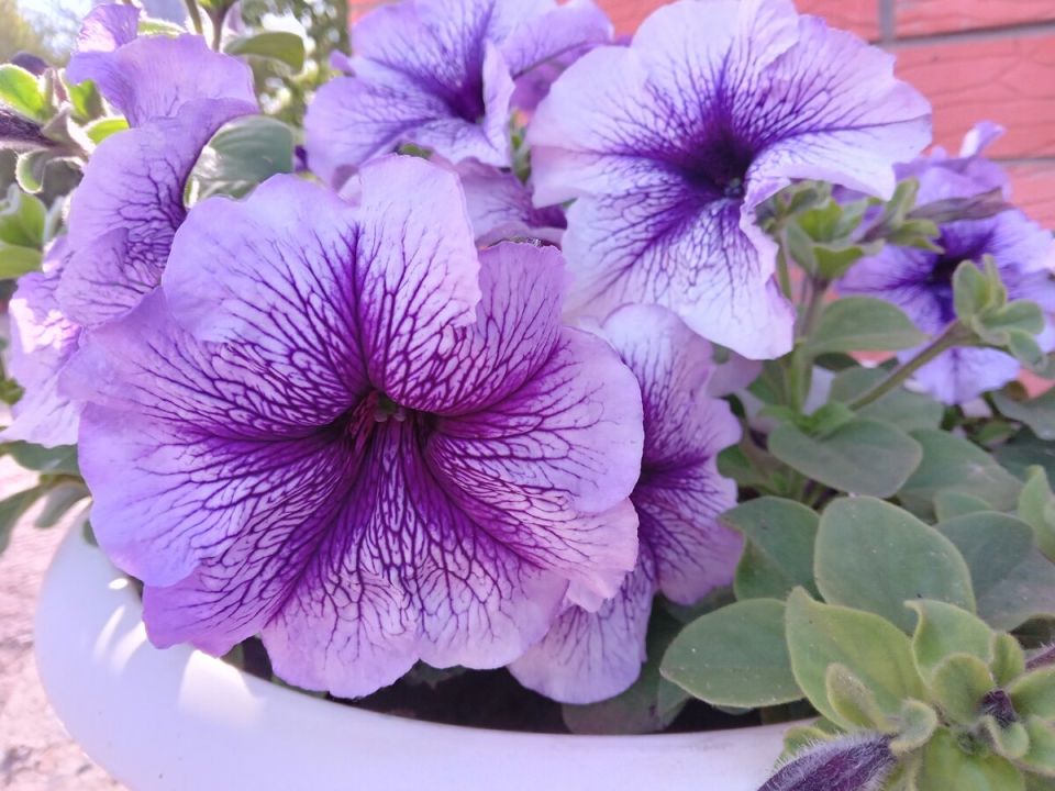 Петуния: свежие идеи для яркого озеленения