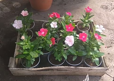 Почему катарантус не на слуху: погружаемся в мир удивительных цветов