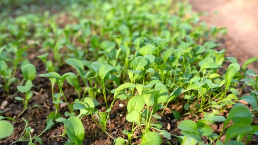 Даже самые безнадежные семена дадут всходы: замочите их вот в чем