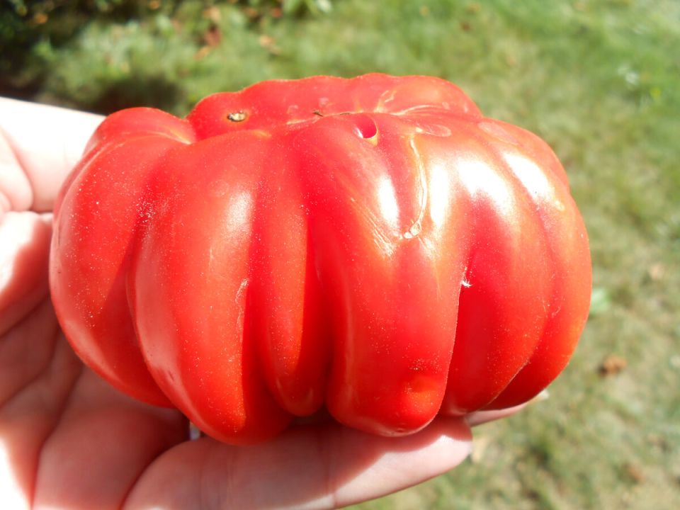 Лотарингская красавица: загадка на грядках