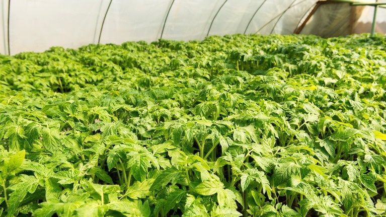 Как оптимально посадить томаты: секреты успешного урожая