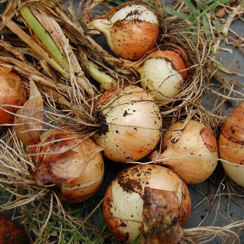 Как выбрать идеальных соседей для лука: секреты успешного огородничества