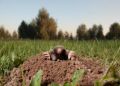 7 простых и эффективных способов избавиться от кротов на вашем участке