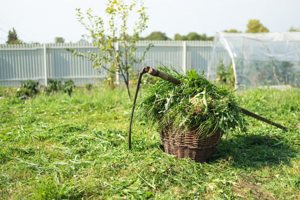 Загадочный путь косы: от древности до современных дач