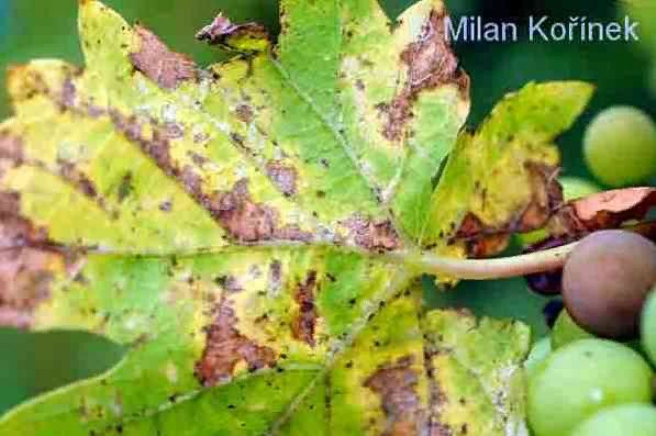 Оомицеты: грибоподобные организмы, связанные с водорослями