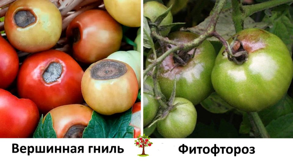 Как отличить фитофтору от вершинной гнили: полезные советы для садоводов
