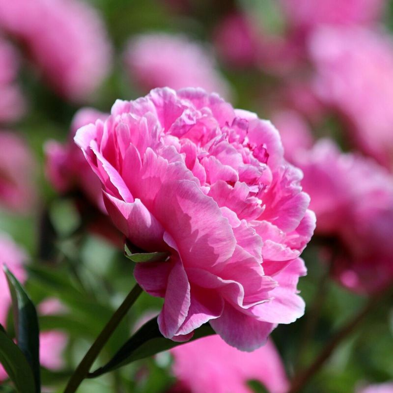 Идеальные соседи для пионов: как создать гармоничное сосуществование в саду