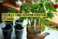 Почему корни томатов могут быть ленивыми: основные причины и что с этим сделать?