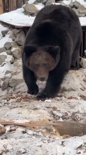 День из жизни бурого медведя Буржуя показали сотрудники зоосада