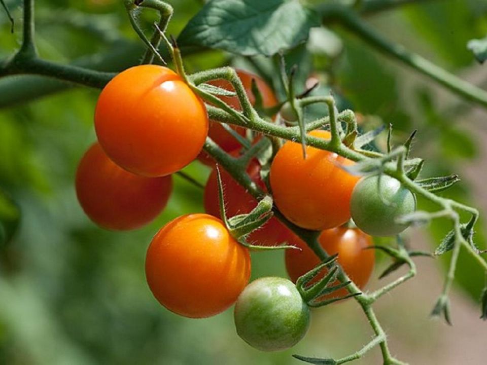 Почему стоит комбинировать помидоры с этими пятью растениями