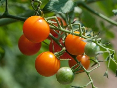 Почему стоит комбинировать помидоры с этими пятью растениями