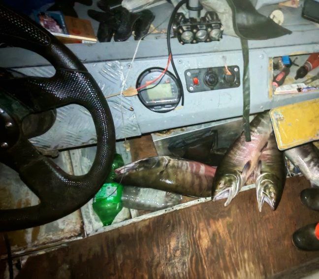 В Амурском районе сотрудники полиции направили в суд два уголовных дела о незаконной добыче красной рыбы