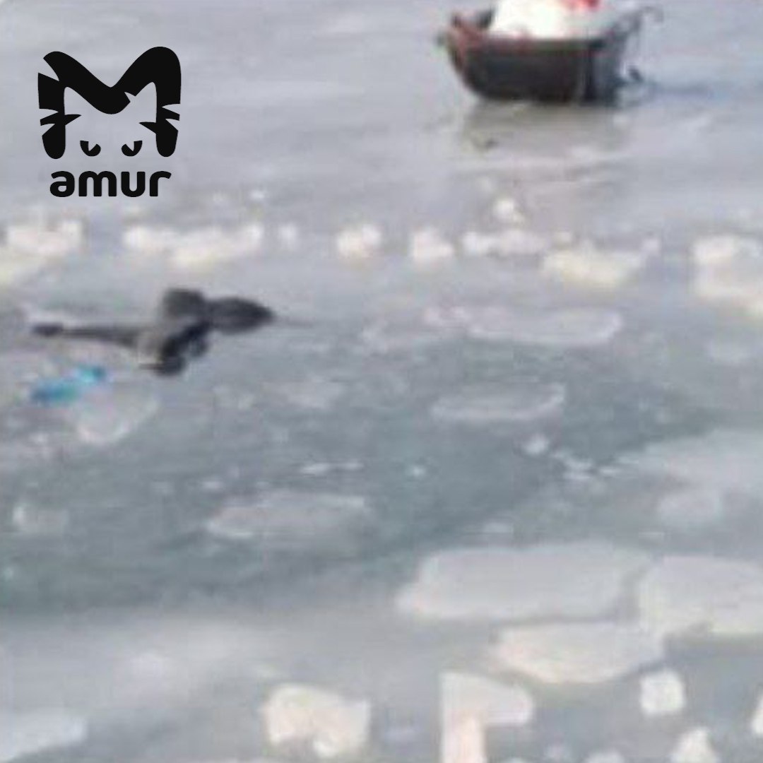 Утонувшие мальчик и мужчина рыбачили на неокрепшем льду в Хабаровском крае